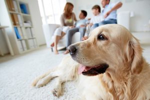 Custody of Family Pets in Divorce or Legal Separation